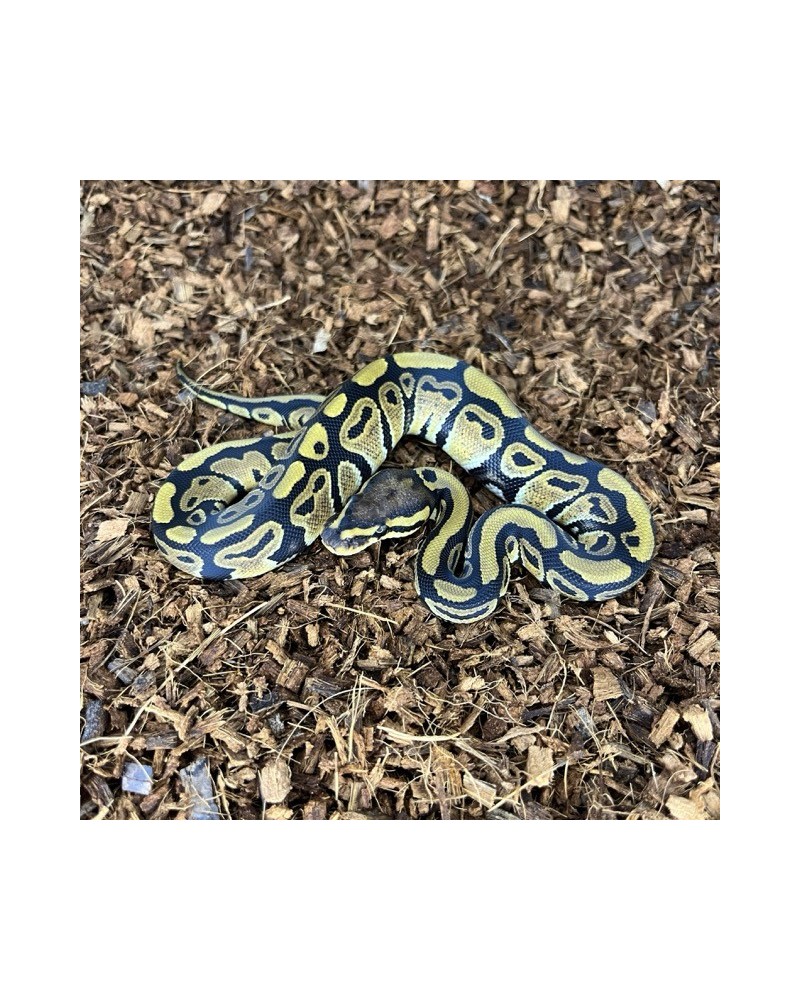 1/2025 - 0.1 Normal het Clown 1/2025 - 0.1 Normal het Clown