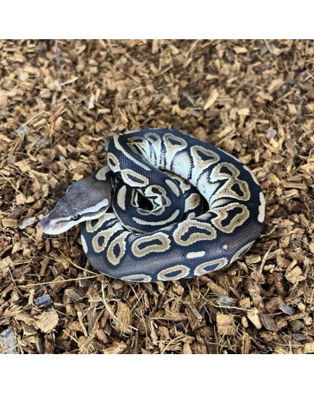3/2025 - 1.0 Black Pastel het Clown