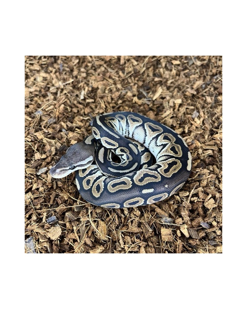 3/2025 - 1.0 Black Pastel het Clown 3/2025 - 1.0 Black Pastel het Clown