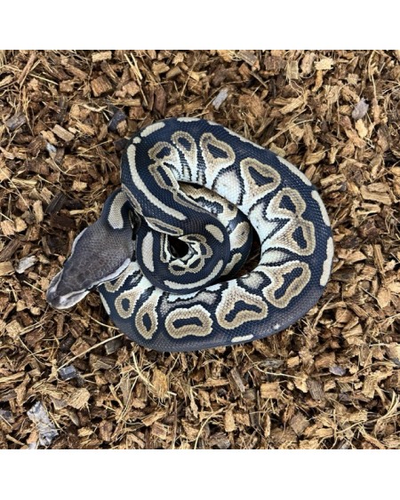 3/2025 - 1.0 Black Pastel het Clown