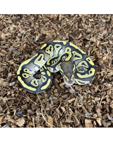 4/2025- 0.1 Mojave het Clown