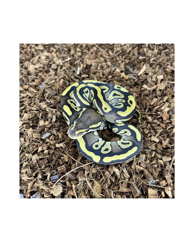 4/2025- 0.1 Mojave het Clown 4/2025- 0.1 Mojave het Clown