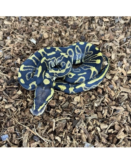 5/2025 - 1.0 Ghi Leopard het Clown