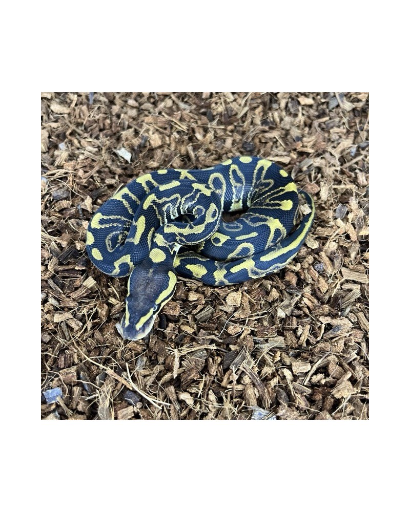 5/2025 - 1.0 Ghi Leopard het Clown 5/2025 - 1.0 Ghi Leopard het Clown