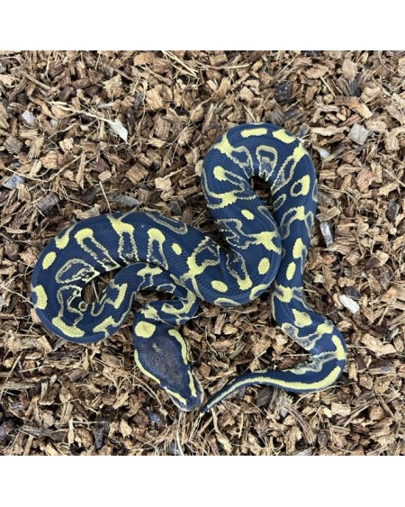 5/2025 - 1.0 Ghi Leopard het Clown