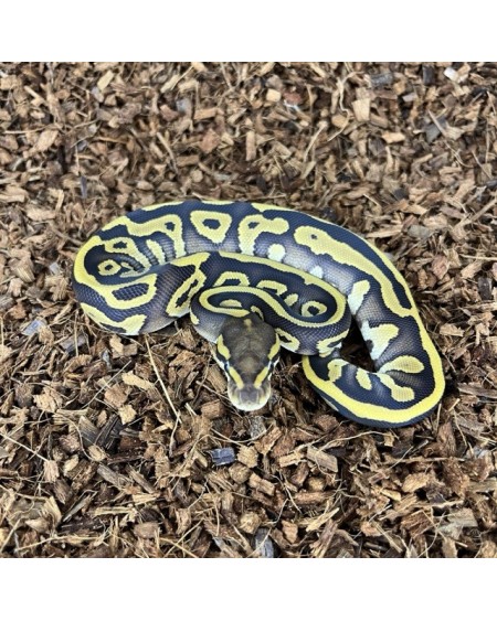 6/2025 - 0.1 Leopard Mojave het Clown REZERWACJA