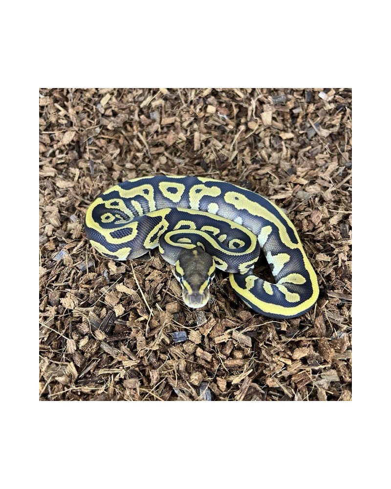 6/2025 - 0.1 Leopard Mojave het Clown REZERWACJA 6/2025 - 0.1 Leopard Mojave het Clown REZERWACJA