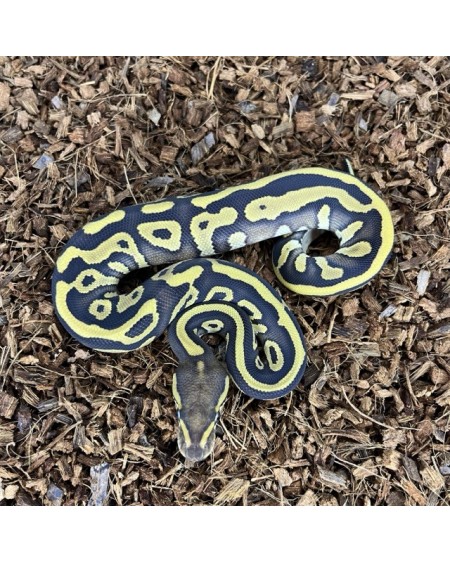 6/2025 - 0.1 Leopard Mojave het Clown REZERWACJA