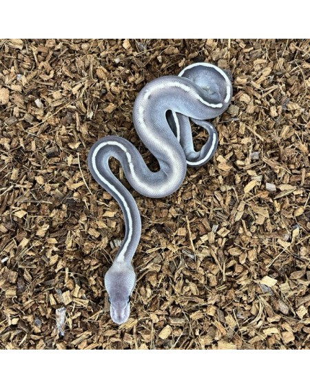7/2025 - 1.0 Ghi Mojave Black Pastel het Clown