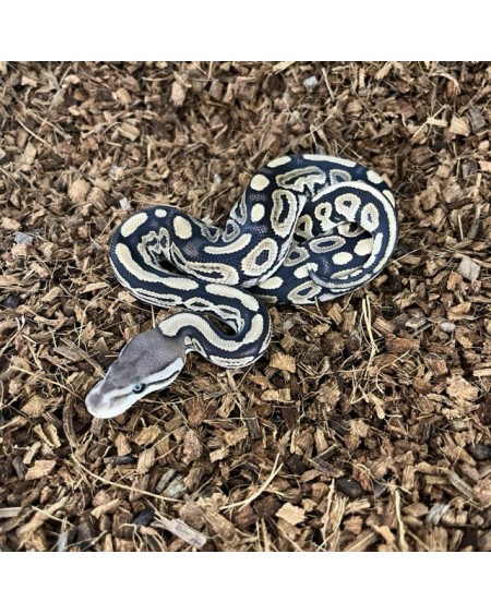 9/2025 - 1.0 Cinnamon 66% het Clown