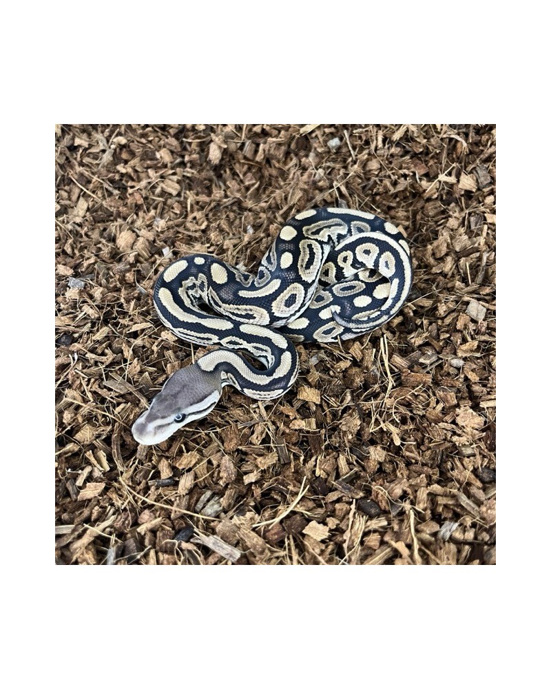 9/2025 - 1.0 Cinnamon 66% het Clown
