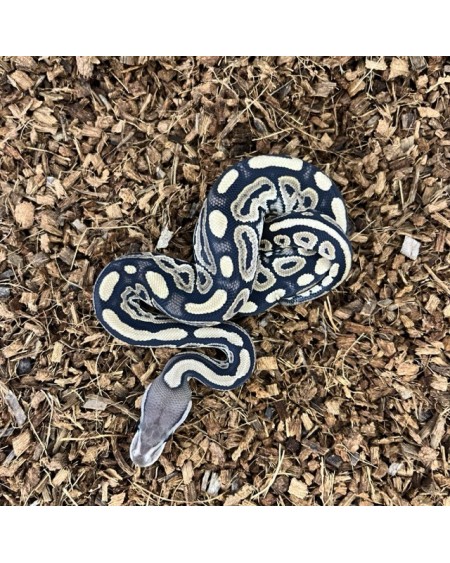 9/2025 - 1.0 Cinnamon 66% het Clown