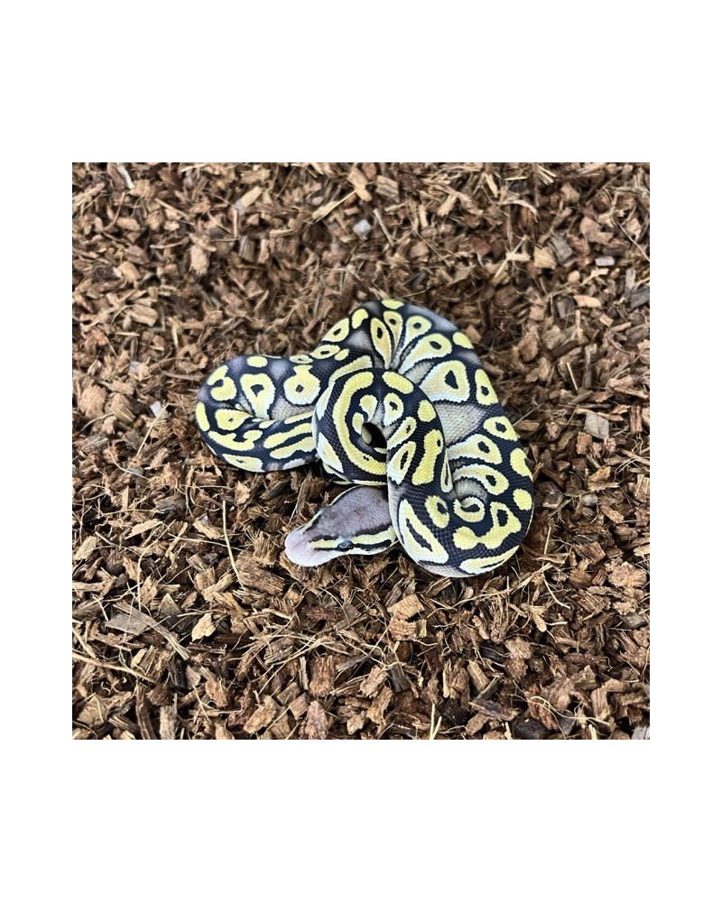 10/2025 - 0.1 Pastel Mojave 66% het Clown 10/2025 - 0.1 Pastel Mojave 66% het Clown