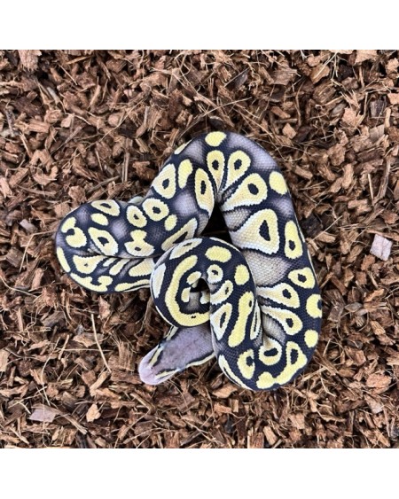 10/2025 - 0.1 Pastel Mojave 66% het Clown