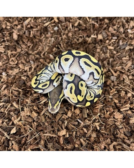 11/2025 - 0.1 Pastel Mojave 66% het Clown