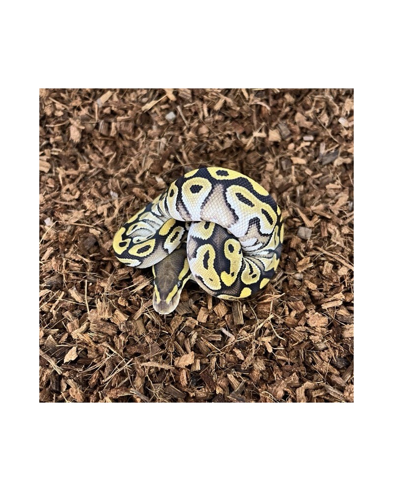 11/2025 - 0.1 Pastel Mojave 66% het Clown 11/2025 - 0.1 Pastel Mojave 66% het Clown