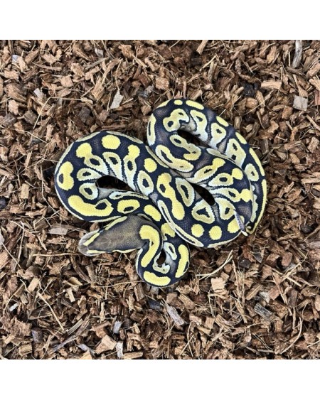 11/2025 - 0.1 Pastel Mojave 66% het Clown
