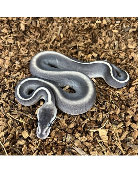 12/2025 - 0.1 Ghi Mojave Cinnamon 66% het Clown REZERWACJA