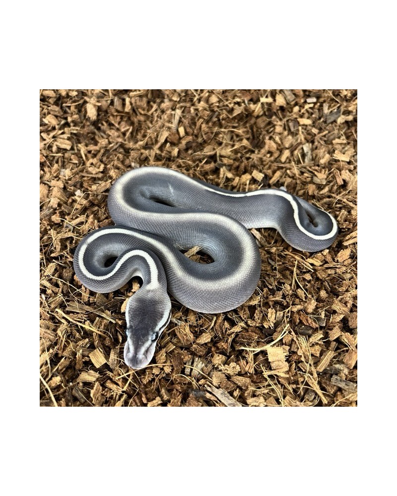 12/2025 - 0.1 Ghi Mojave Cinnamon 66% het Clown REZERWACJA