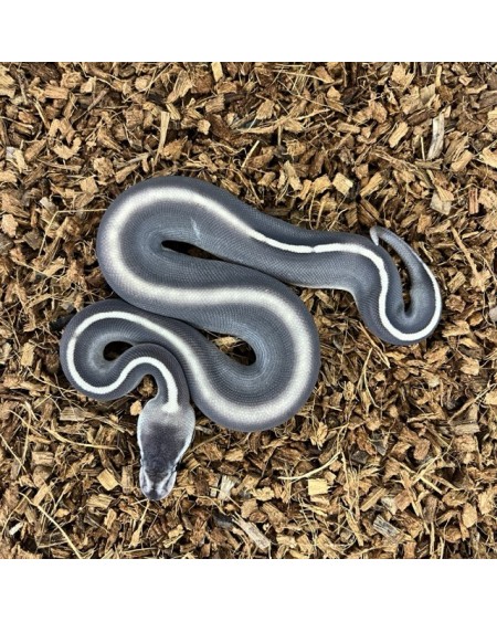12/2025 - 0.1 Ghi Mojave Cinnamon 66% het Clown REZERWACJA