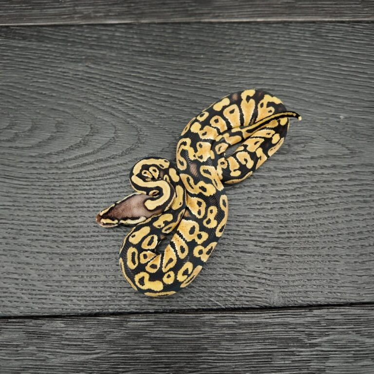 12/2026 - 0.1 Pastel het Clown