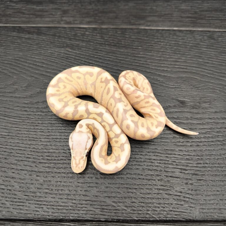 13/2026 - 0.1 Banana Pastel het Clown