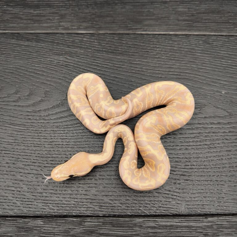 14/2026 - 1.0 Ghi Banana Pastel het Clown