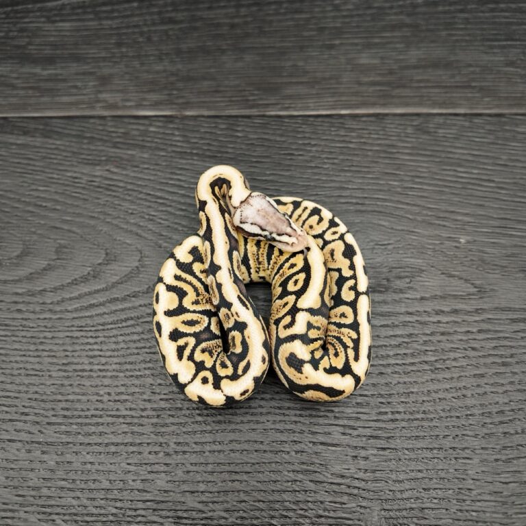 15/2026 - 1.0 Ghi Spotnose Pastel het Clown