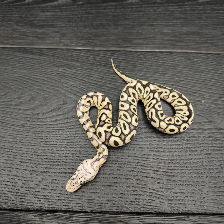 16/2026 - 0.1 Ghi Spotnose Pastel Clown