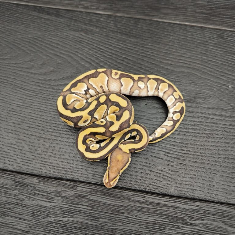 18/2026 - 1.0 Butter Fire het Clown