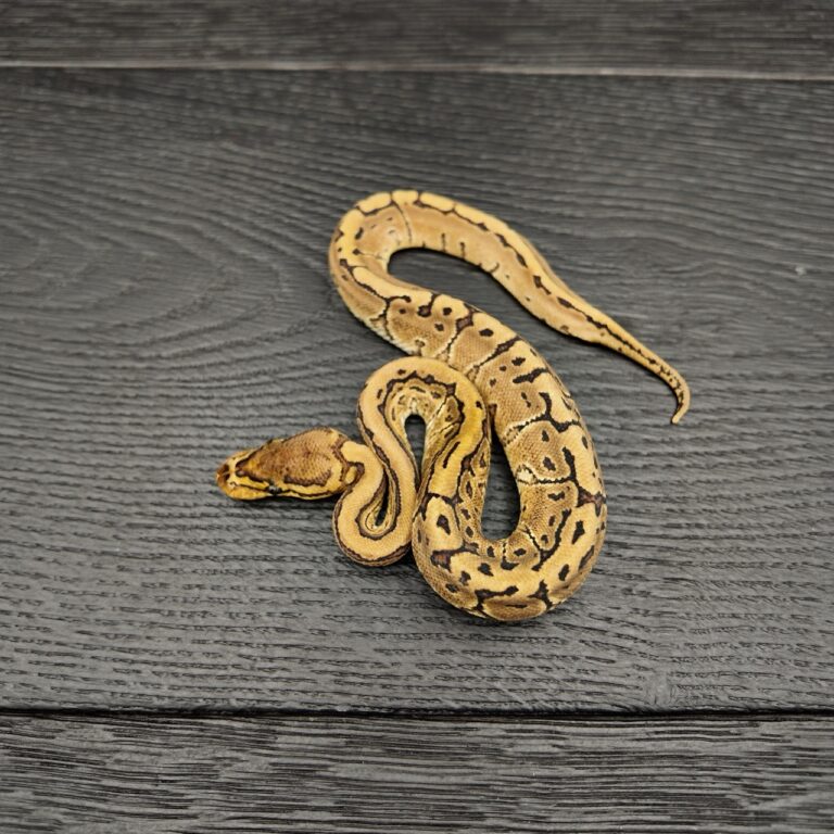 2/2026 - 1.0 Pinstripe het Clown poss YB (99% YB)