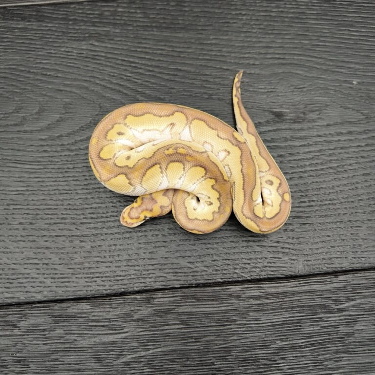 21/2026 - 1.0 Butter Clown
