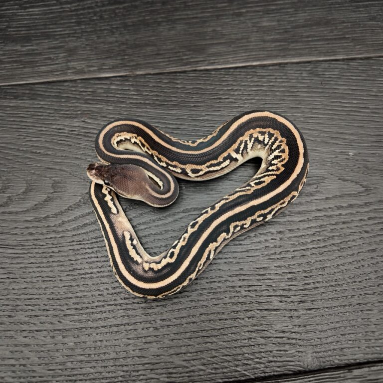 24/2026 - 0.1 Black Head Black Pastel het Clown poss Fire