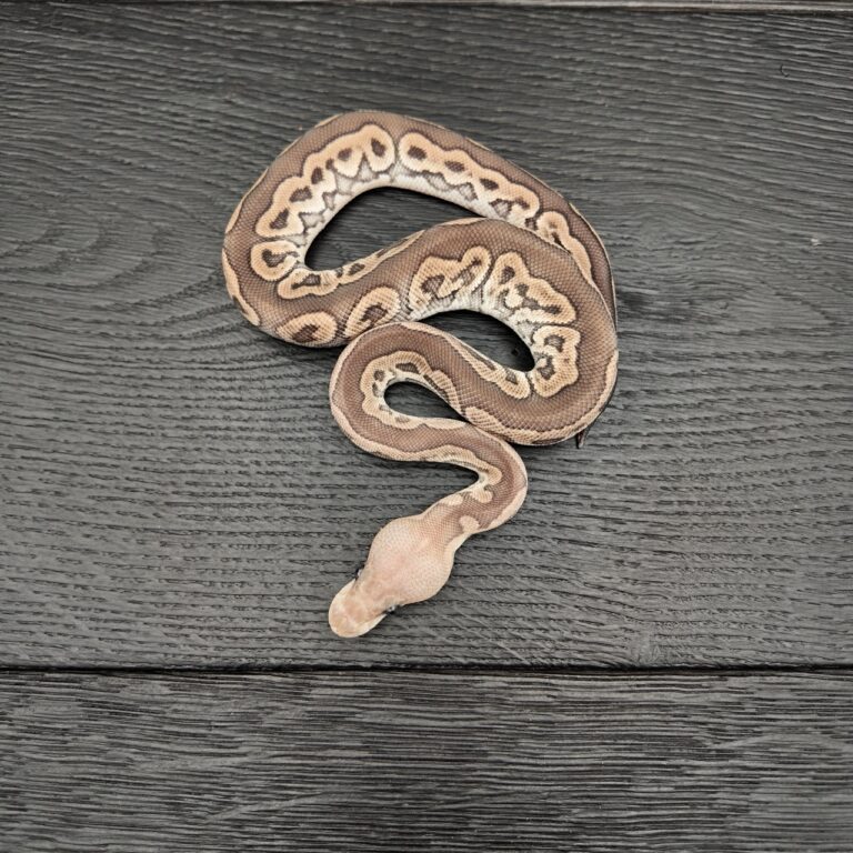 25/2026 - 0.1 Ghi Cinnamon Clown