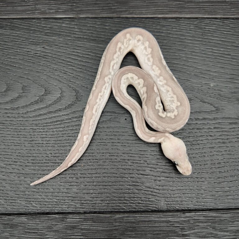 26/2026 - 0.1 Ghi Cinnamon Fire Clown