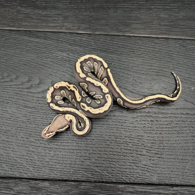33/2026 - 0.1 Black Head Ghi Fire het Clown