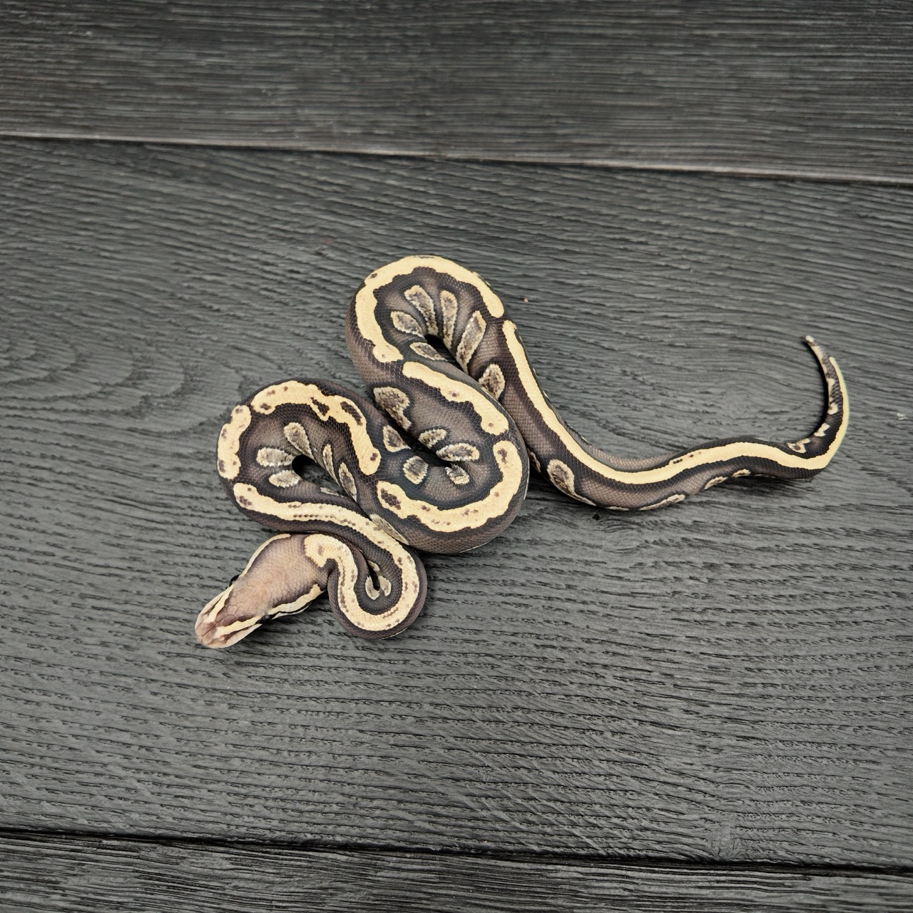 33/2026 - 0.1 Black Head Ghi Fire het Clown
