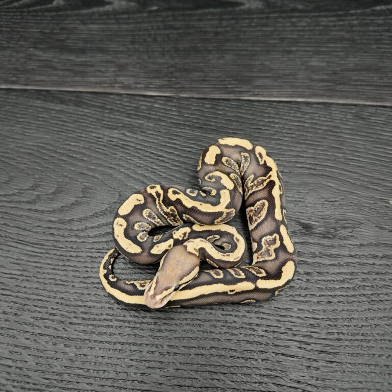 34/2026 - 0.1 Black Head Ghi Fire het Clown