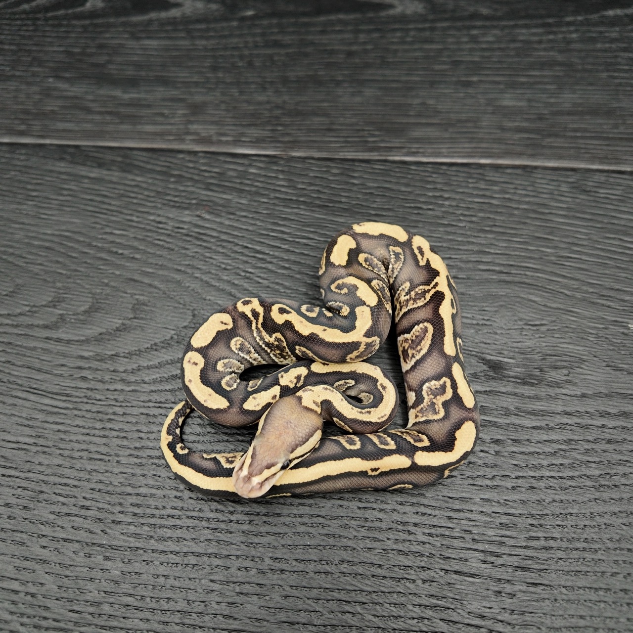 34/2026 - 0.1 Black Head Ghi Fire het Clown