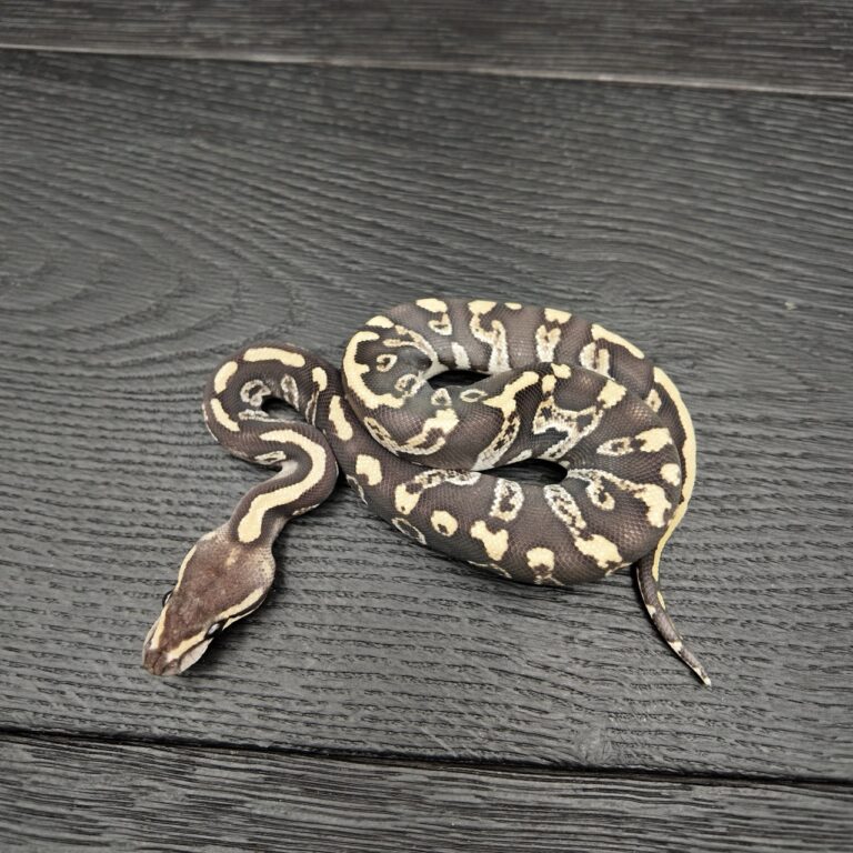 37/2026 - 0.1 Ghi Fire Leopard 66% het Clown