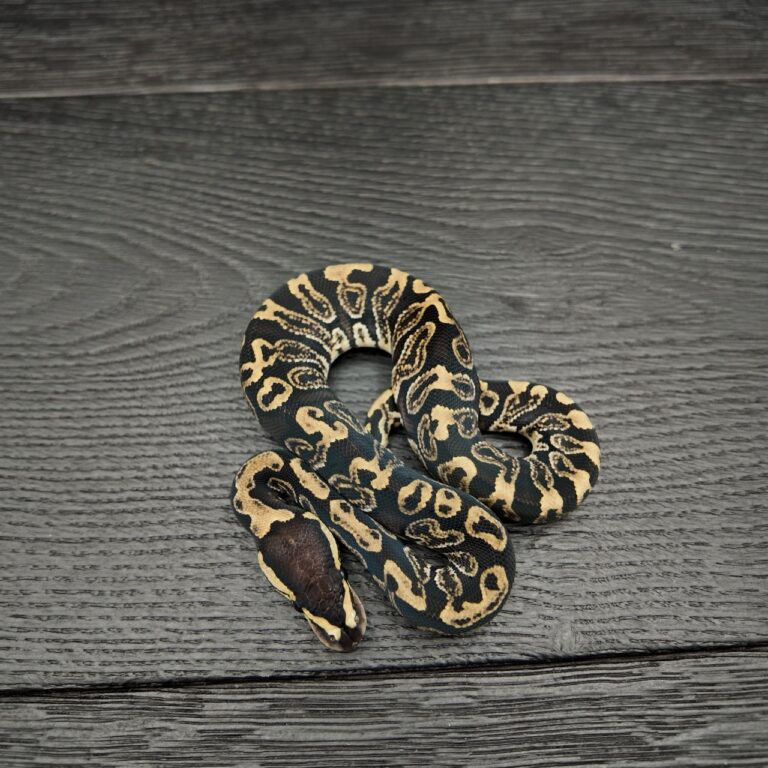 41/2026 - 1.0 Ghi 50% het Albino Clown