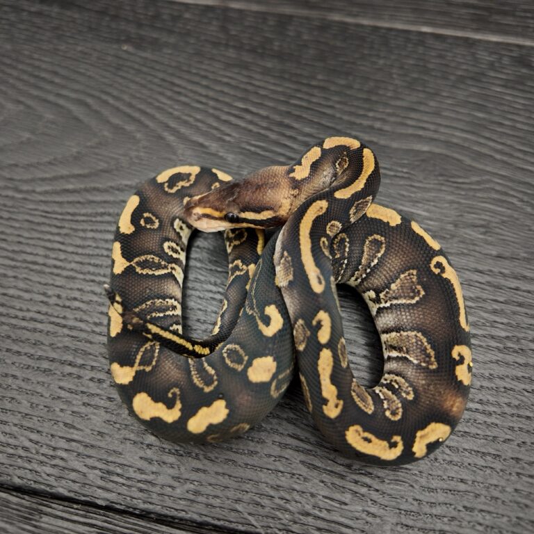 44/2026 - 0.1 Ghi Stranger 50% het Albino Clown