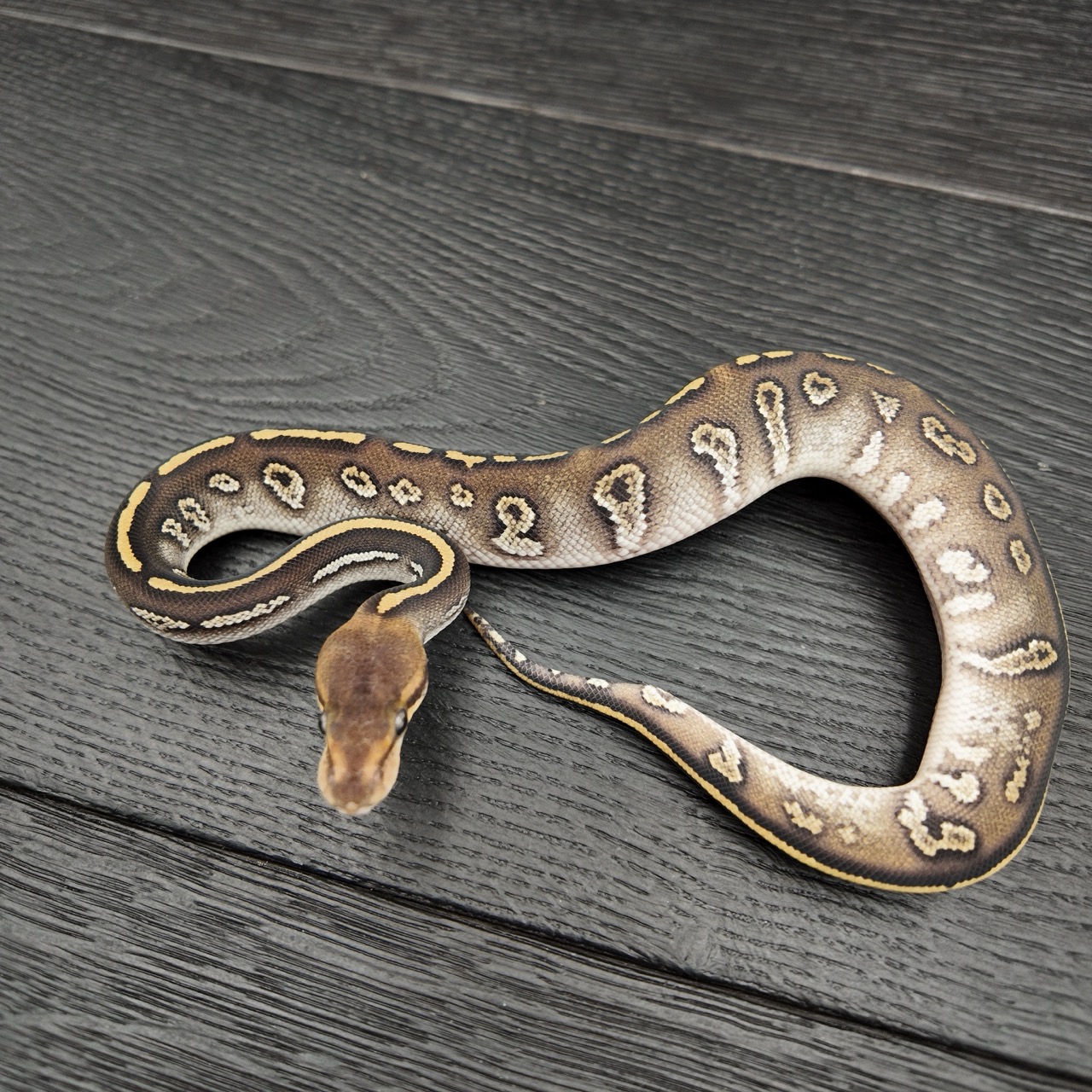 45/2026 - 0.1 Stranger Mojave 50% het Albino Clown