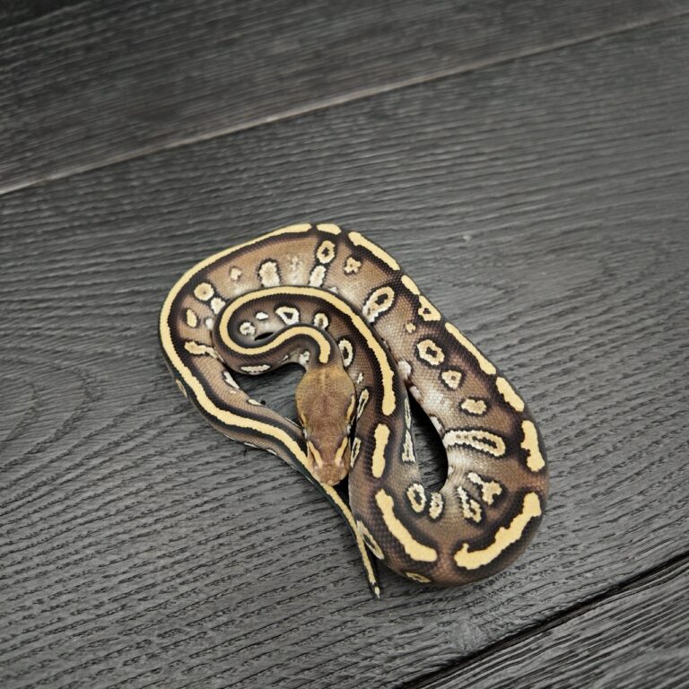 46/2026 - 1.0 Stranger Mojave 50% het Albino Clown