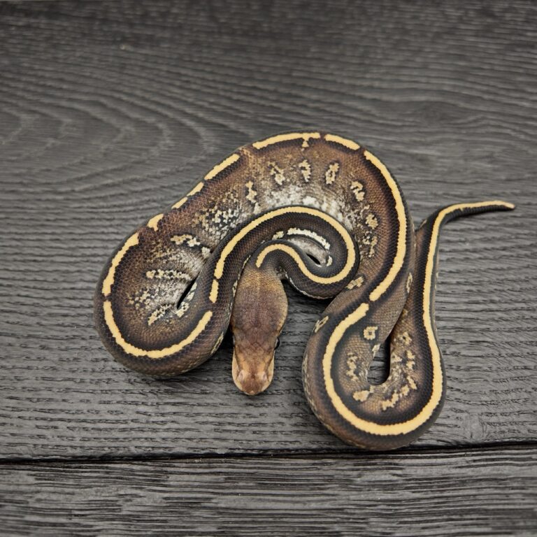 47/2026 - 1.0 Stranger Ghi Mojave 50% het Albino Clown