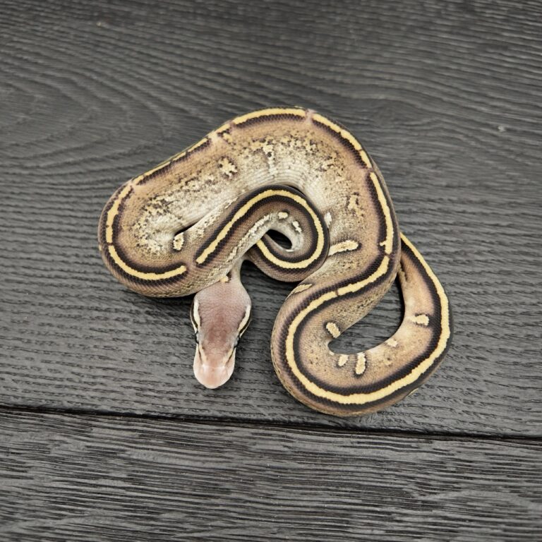 48/2026 - 0.1 Stranger Ghi Mojave Pastel 50% het Albino Clown