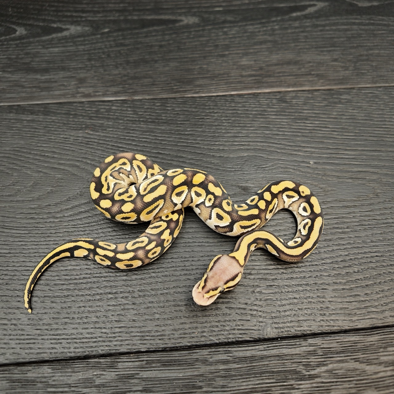 50/2026 - 0.1 Mojave Pastel 66% het Clown
