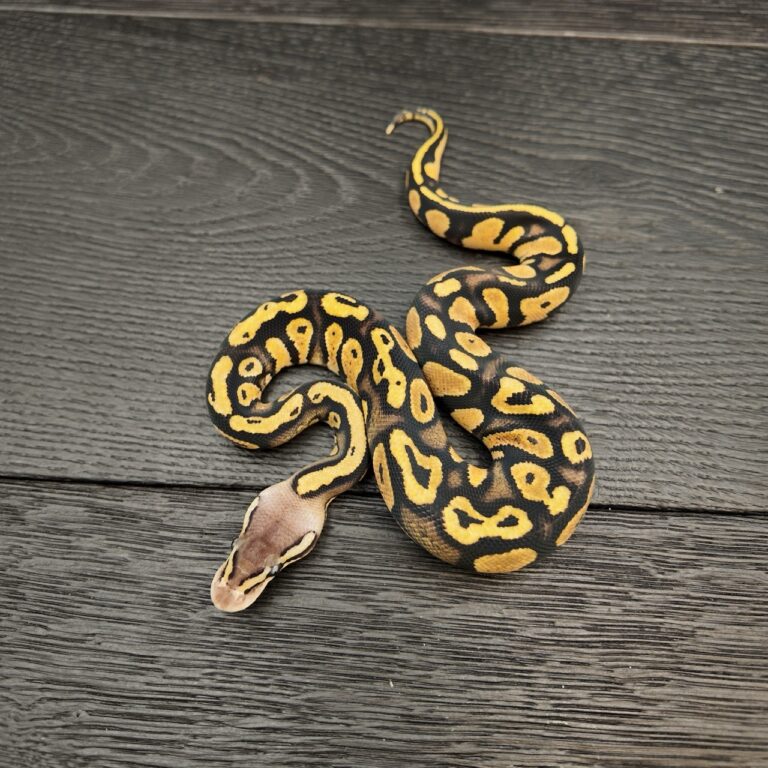 51/2026 - 0.1 Pastel poss Stranger 66% het Clown