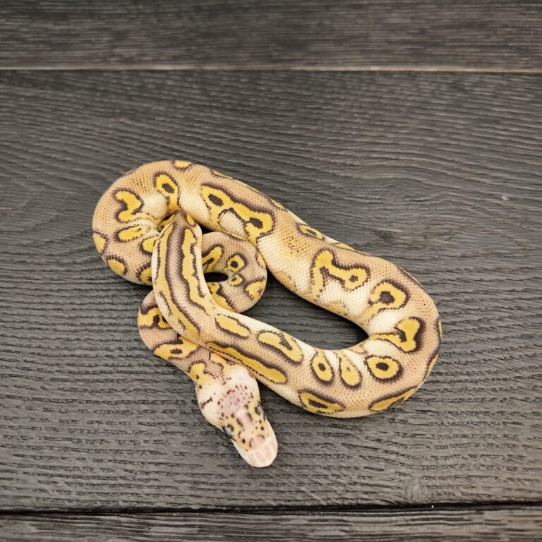 56/2026 - 1.0 Super Pastel Stranger Mojave Clown