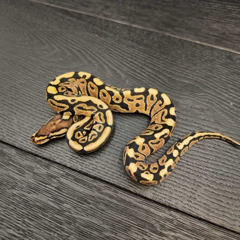 57/2026 - 0.1 Spotnose het Clown